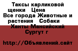 Таксы карликовой щенки › Цена ­ 20 000 - Все города Животные и растения » Собаки   . Ханты-Мансийский,Сургут г.